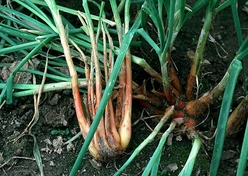 Shallots: What Are They, and How to Plant and Grow Them