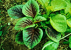plant thumbnail